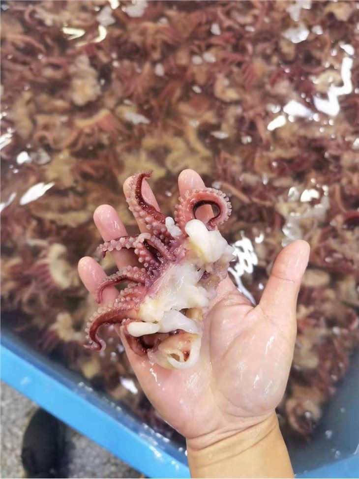 Frozen Small Squid Head Tentacle