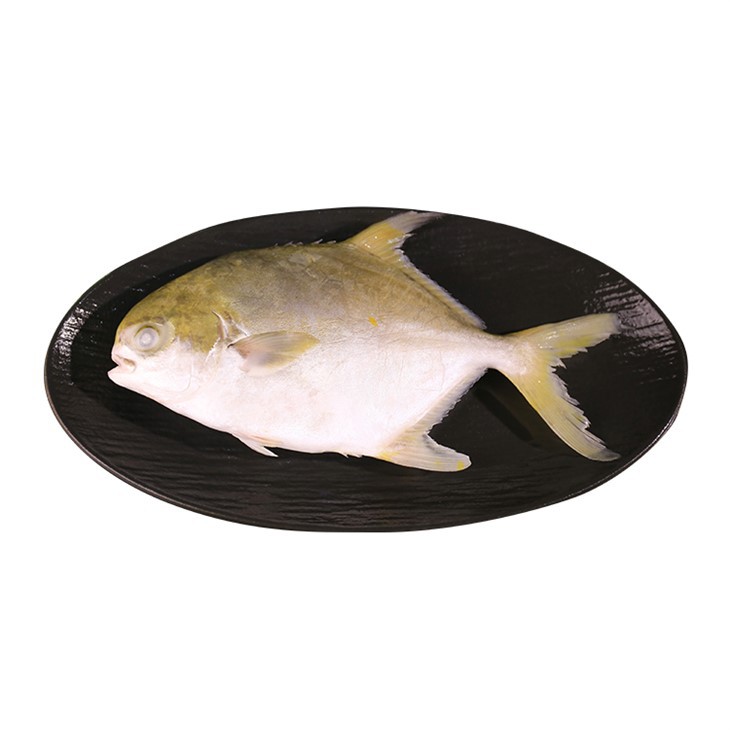 מחיר סיטונאי Golden Pomfret