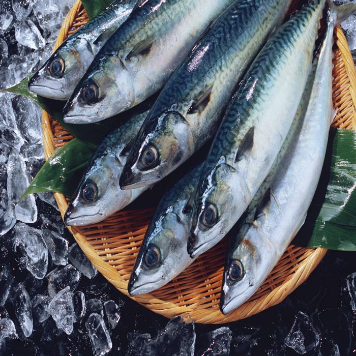 מקרל פסיפיק