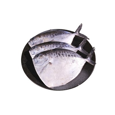 Mene Maculata מותאם אישית