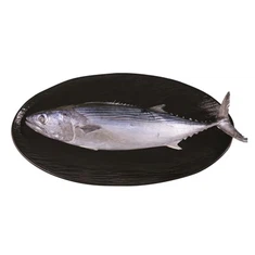 Euthynus Affinis קפוא