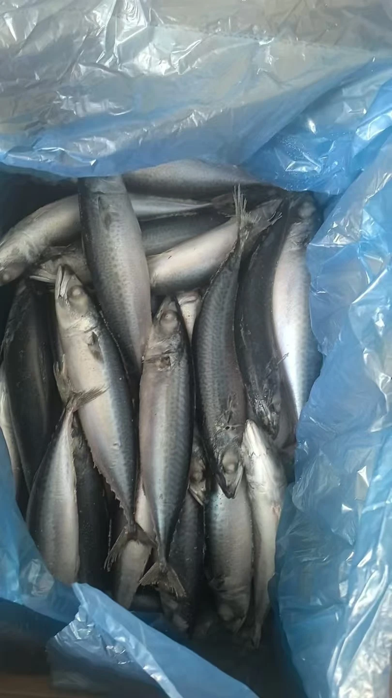 Frozen Pacific Mackerel WR