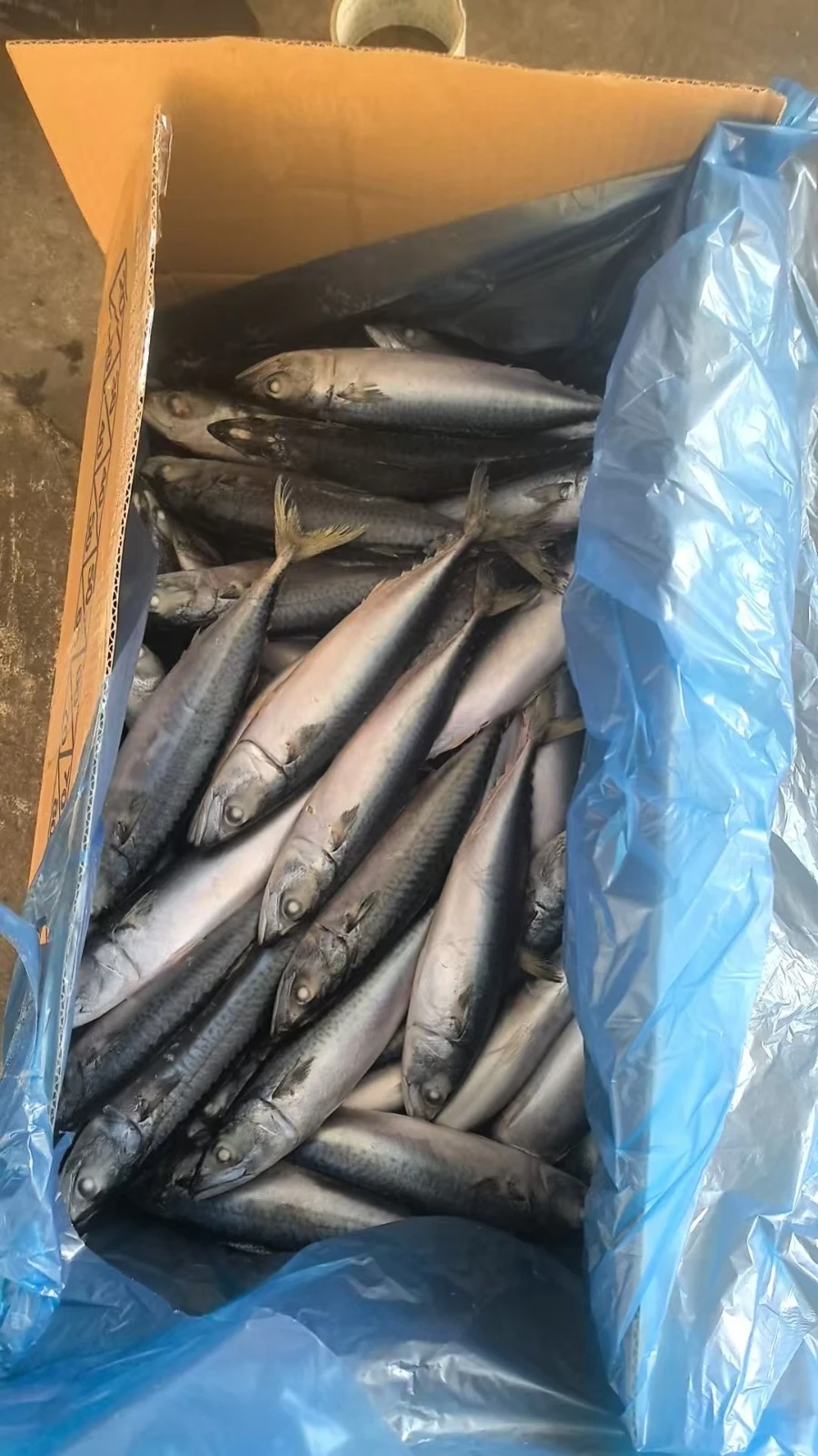 Frozen Pacific Mackerel WR