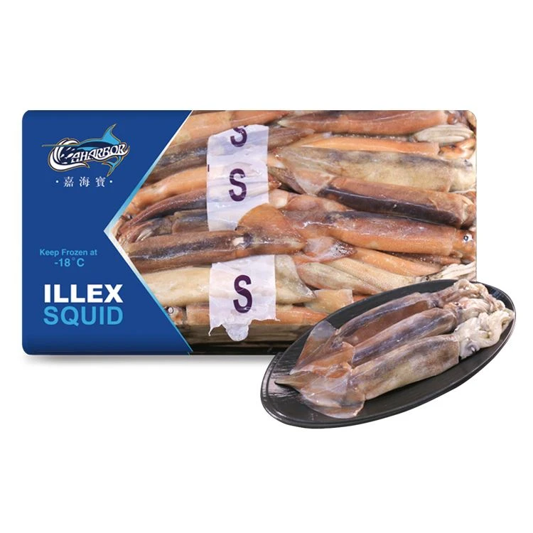 illex squid illex squid
