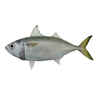 מקרל קצר